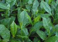 番茄潛葉蛾最佳防治方法？