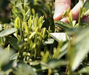 茶的原產(chǎn)地是哪個(gè)國(guó)家？