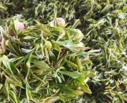 臨沂特產(chǎn)送人必買清單？
