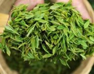 茶樹產(chǎn)量高嗎？一畝產(chǎn)多少斤？